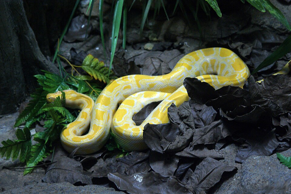 Albino Burmese Python