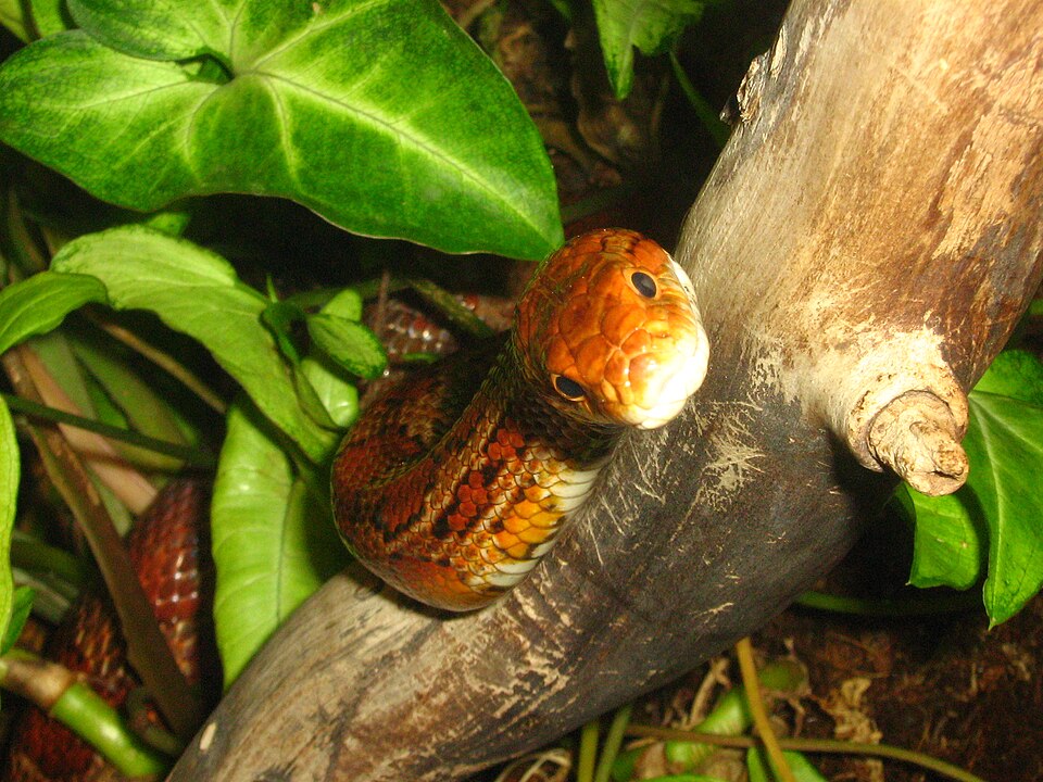 Corn Snake