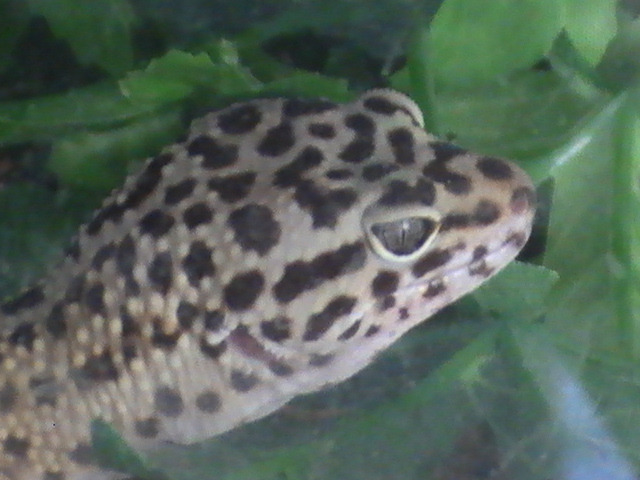 Leopard Gecko