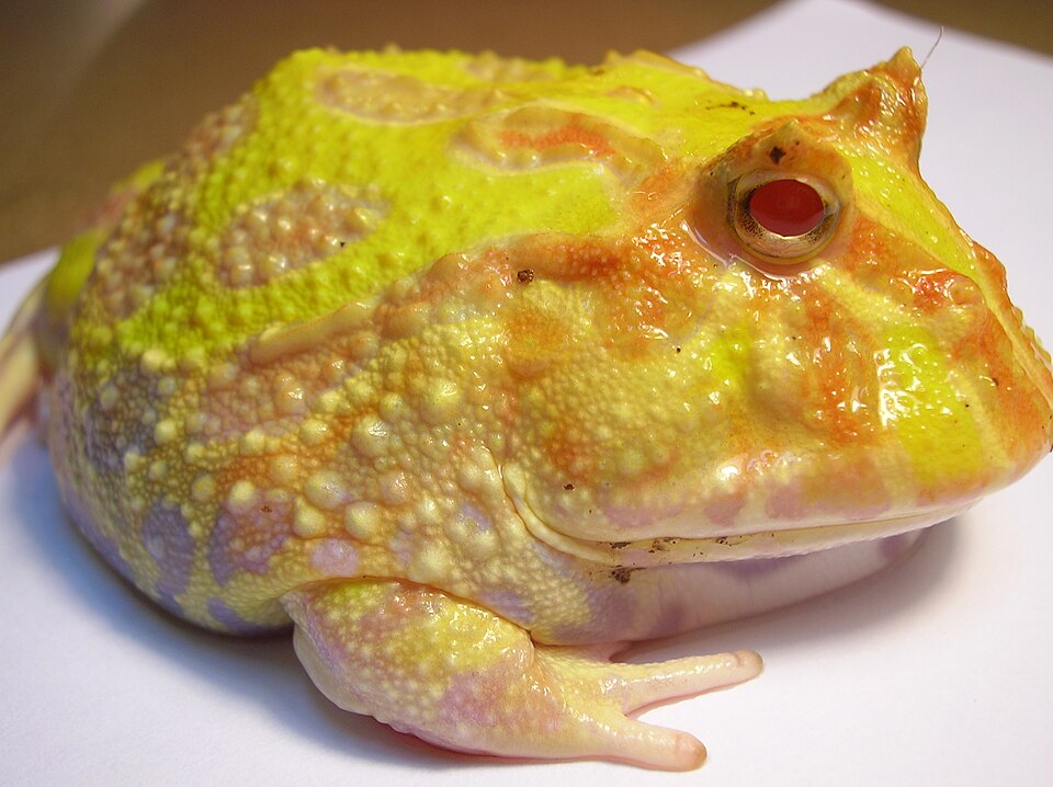 Pacman Frog