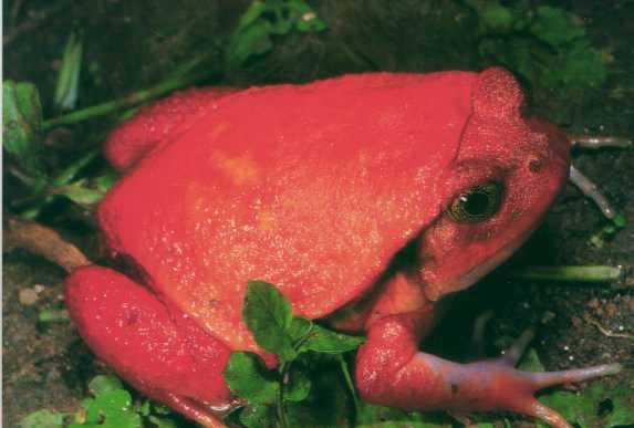 Tomato Frog